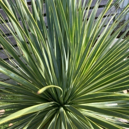 ユッカ 超大型 150cmオーバー