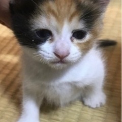 『子猫の里親募集しています』 − 沖縄県
