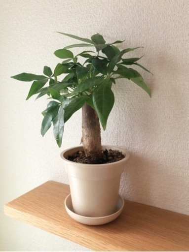 観葉植物　パキラ④　29cm　ナチュラルカラーの3.5号の鉢と受け皿付き