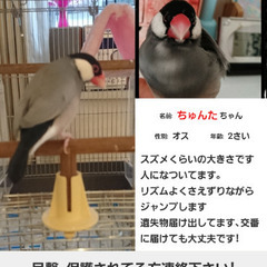 桜文鳥、見つかりました！