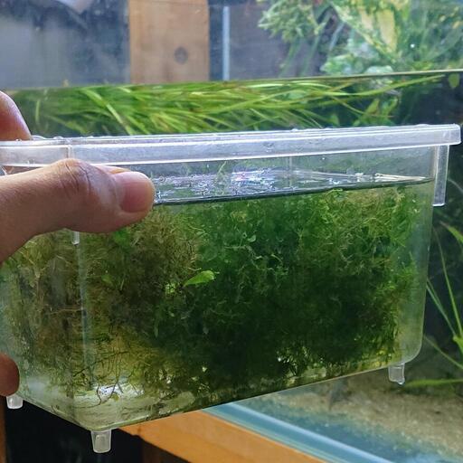 プラケいっぱい水草300円 と小さいマリモとバリスネリア ナナ スレンダーリーフ１株付き ウイローモス グリーンノヴァモス ジモティーアクア 宮之阪の家具の中古あげます 譲ります ジモティーで不用品の処分