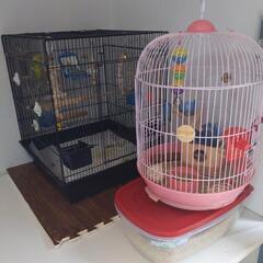 インコ　3羽　ケージ2こ、フード等諸々　無料