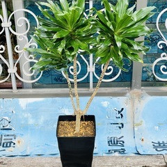 観葉植物　幸福の木　ドラセナ・コンパクタ⑧