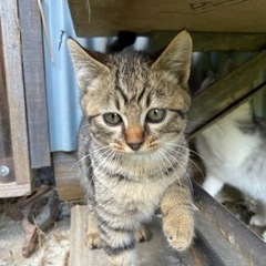 ［全員決まりました]9月7日生まれの仔猫です