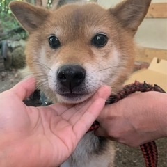 珍しいカラーの柴犬　女の子