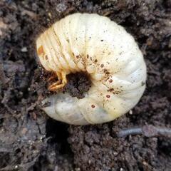 【ネット決済】カブトムシ　幼虫　バイオ腐葉土