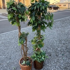 観葉植物　1000円