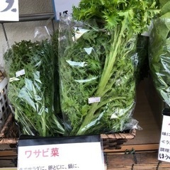 🌱ワサビ菜🌱