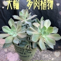 ☆めちゃ大きい(*^▽^*)大輪エケベリア属　多肉植物　ホワイト...