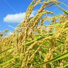 【ネット決済】数量限定🌾新米ヒノヒカリ🌾モミ32キロ