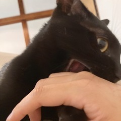 真っ黒　ネコちゃん - 猫