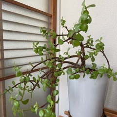 【ネット決済】多肉植物　観葉植物