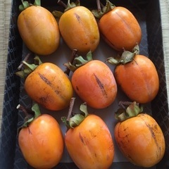 本日収穫小さいサイズ渋柿