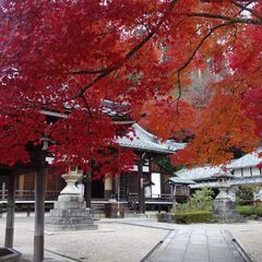 KOGE meetup  京都・善峰寺とポンポン山　紅葉ハイキング