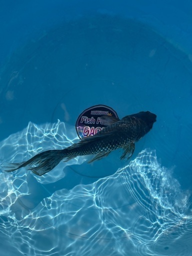 販売 ジャンボ東錦