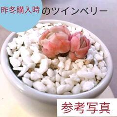 【ツインベリー✰✰✰エケベリア☘多肉植物❣️】