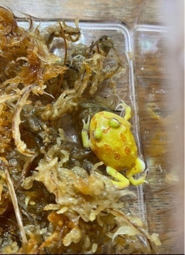 代理出品です レアカラー クラウンウェルツノガエルアルビノ Aquapet 神戸のその他の中古あげます 譲ります ジモティーで不用品の処分