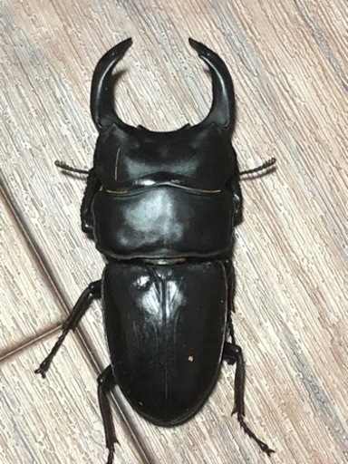 能勢SR  オオクワガタ ♂2 ♀1