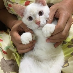 里親さん決定しました！生後約6ヶ月のメス子猫みりんちゃんです。
