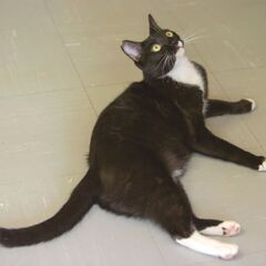 １１月２０日(土)　三鷹で猫の譲渡会💕大人の猫特集　黒白の立派な男の子５才　立派だよ。の画像