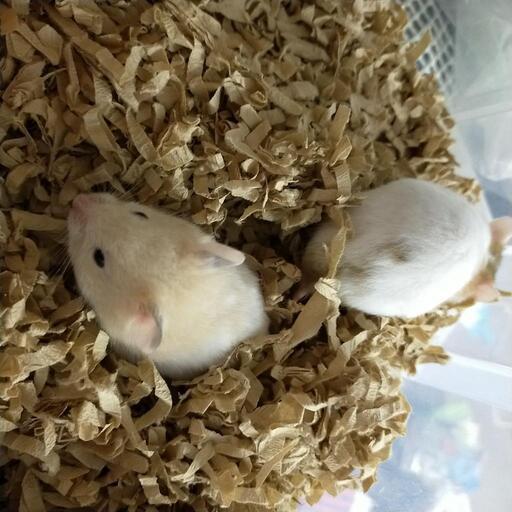 募集停止中 ゴールデンハムスターの赤ちゃん Tanny C 夙川のその他の里親募集 ジモティー