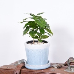 【ネット決済】観葉植物　コーヒーの木　blue