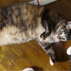 麦わら母猫　2歳位　 − 北海道