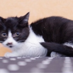 子猫 白黒 ハチワレさんの画像