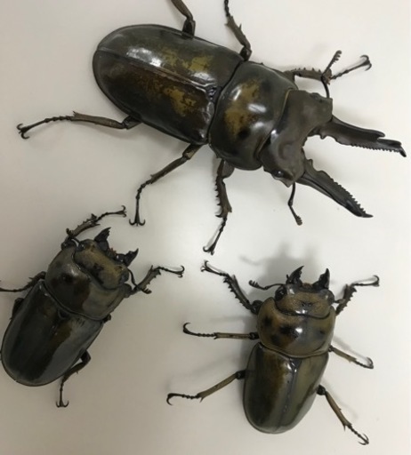ババオウゴンオニクワガタ♂♀♀トリオ