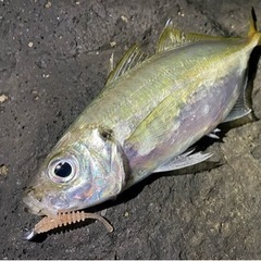 11月16日(火)釣り行ける方募集します。