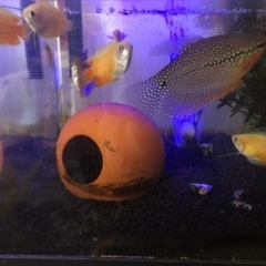 熱帯魚 水槽全て セット