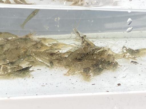 ヤマトヌマエビ ミナミヌマエビ 水槽の掃除屋さん レジェンド 農学部前のその他の中古あげます 譲ります ジモティーで不用品の処分
