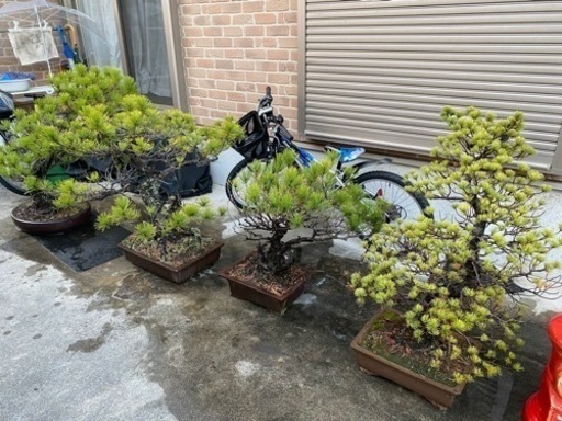 盆栽