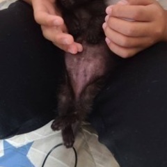 生後1〜2ヶ月の黒猫ちゃん