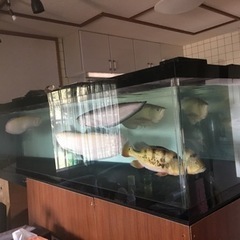 アクリル大型水槽　　アロワナ　熱帯魚 アクリル大型水槽 アロワナ 熱帯魚