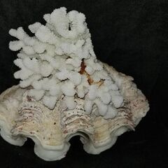 ヒレジャコ貝　珊瑚付き　シャコ貝　二枚貝　殻　5.5キロ　身抜き...