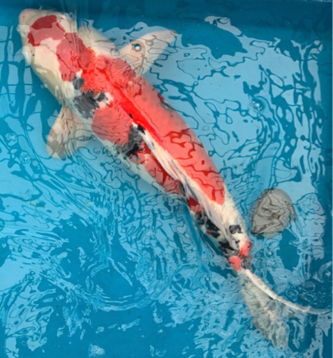 錦鯉 大正三色 55cm 3才
