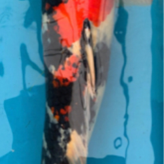 錦鯉 昭和三色C 62cm 4才