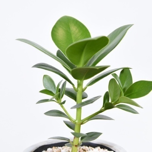 観葉植物クルシアグリーン Jfl 越谷の家具の中古あげます 譲ります ジモティーで不用品の処分 観葉植物クルシアグリーン Jfl 越谷の家具の中古あげます 譲ります ジモティーで不用品の処分