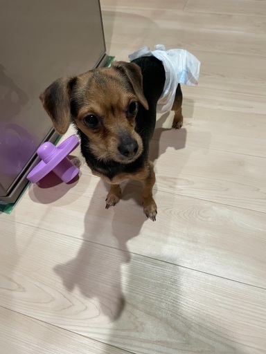 Mix犬 甘えん坊のメルちゃん みぃーたん 岐阜のその他の里親募集 ジモティー