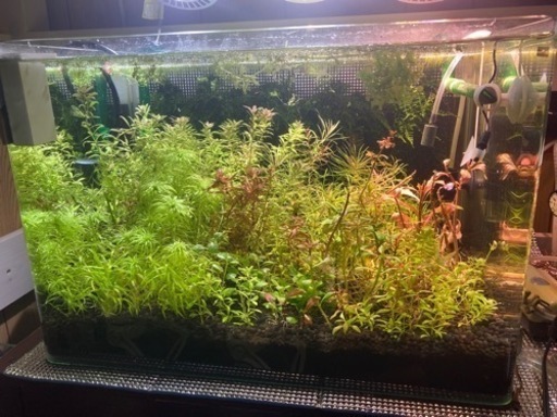 水草