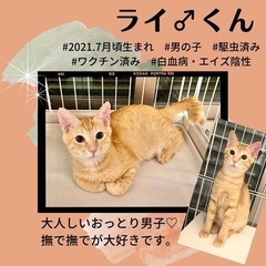 保護猫♡譲渡会in福岡市南区☆可愛い猫ちゃんが20匹以上参加します！