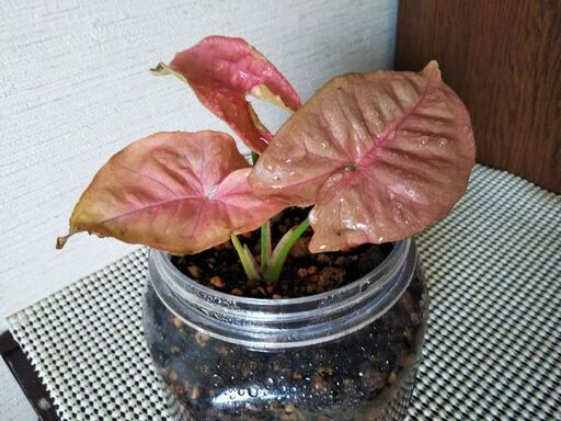 ピンクシンゴニウム まろん プロフ必読 白石の家庭用品 ガーデニング の中古あげます 譲ります ジモティーで不用品の処分