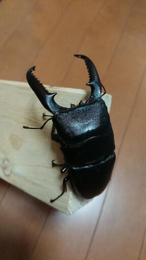 パラワンヒラタ♂106mm ペア