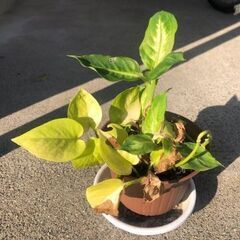 植物お譲りします。 - さいたま市