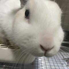 大人しいミニウサギの里親募集 - 世田谷区