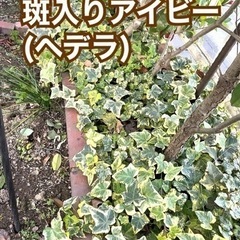 【ネット決済・配送可】斑入りアイビー(ヘデラ)／観葉植物ガーデニング