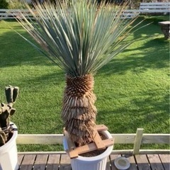 ロストラータ 120cm 発根済み