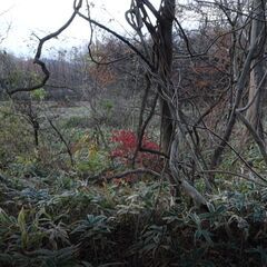 蔵王、遠刈田温泉の原野を譲ります。敷地の一番奥に沢も流れる土地の画像