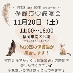 保護猫♡譲渡会in福岡市南区☆可愛い猫が20匹以上参加します！